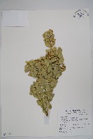 琉球黃楊藏品圖，第1張