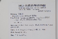 琉球黃楊藏品圖，第2張