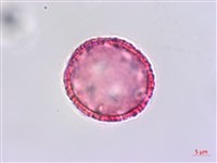 琉球黃楊藏品圖，第2張