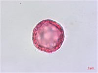 琉球黃楊藏品圖，第3張