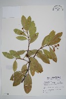 小錦蘭藏品圖，第1張