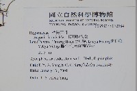 蘭嶼秋海棠藏品圖，第2張