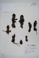 粗穗蛇菰藏品圖，第1張