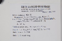 粗穗蛇菰藏品圖，第2張