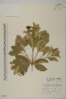 交趾衛矛藏品圖，第4張