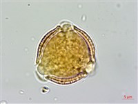 交趾衛矛藏品圖，第1張