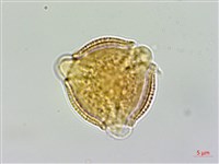 交趾衛矛藏品圖，第2張