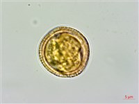 交趾衛矛藏品圖，第3張