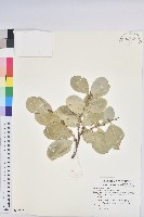 白樹仔藏品圖，第1張