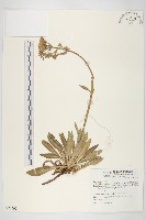 細葉假黃鵪菜藏品圖，第1張