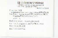 細葉假黃鵪菜藏品圖，第2張