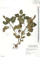 蘭嶼小鞘蕊花藏品圖，第1張