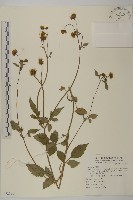 鬼針舅藏品圖，第1張