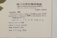 鬼針舅藏品圖，第2張