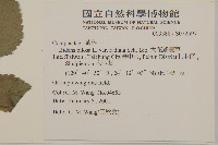 大花咸豐草藏品圖，第2張