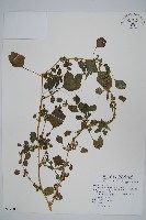 凹葉野莧菜藏品圖，第1張
