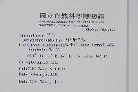 凹葉野莧菜藏品圖，第2張