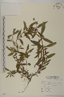 鱧腸藏品圖，第1張