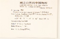 匙葉鼠麴草藏品圖，第2張