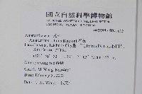 青莧藏品圖，第2張