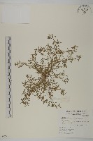 石胡荽、吐金草藏品圖，第1張