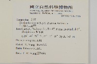 石胡荽、吐金草藏品圖，第2張