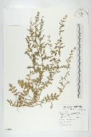 廣東葶藶藏品圖，第1張