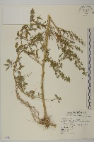 小葉藜藏品圖，第1張