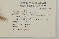 小葉藜藏品圖，第2張