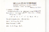 臺灣碎米薺藏品圖，第2張