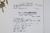 蓮子草藏品圖，第2張