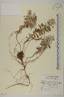 玉山抱莖籟簫藏品圖，第1張