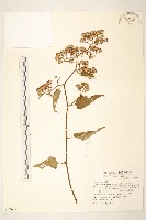 蔓黃菀藏品圖，第1張