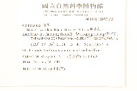 蔓黃菀藏品圖，第2張