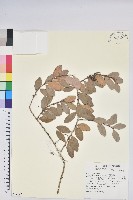 凹葉越橘藏品圖，第1張