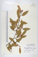 藤胡頹子藏品圖，第1張