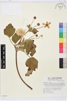 小白頭翁、野棉花藏品圖，第1張