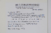 曲莖馬藍藏品圖，第5張