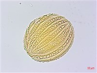 曲莖馬藍藏品圖，第2張