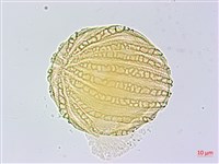 曲莖馬藍藏品圖，第3張