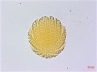 曲莖馬藍藏品圖，第4張