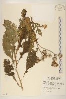 黃花三七草藏品圖，第1張