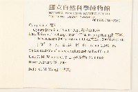 黃花三七草藏品圖，第2張