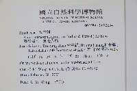 臺灣赤楊、臺灣榿木藏品圖，第2張