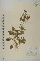 茯苓菜藏品圖，第1張