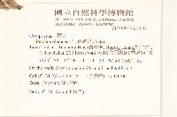 苦滇菜、苦菜藏品圖，第2張