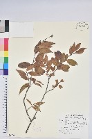 巒大越橘藏品圖，第1張