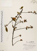 山胡椒藏品圖，第1張