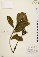 大頭茶藏品圖，第1張