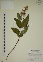 大葉溲疏藏品圖，第1張